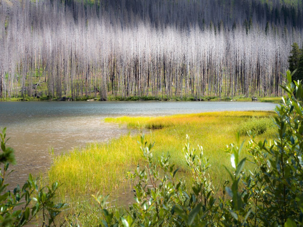 Bright reeds and shrubs line a quiet lake backed by a stand of slender leafless trees.
