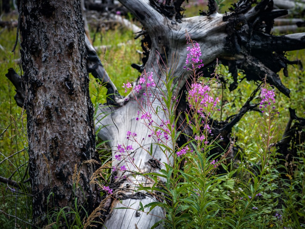 Delicate wildflowers and mossy branches fill the foreground of a shaded meadow near a mountain lake.