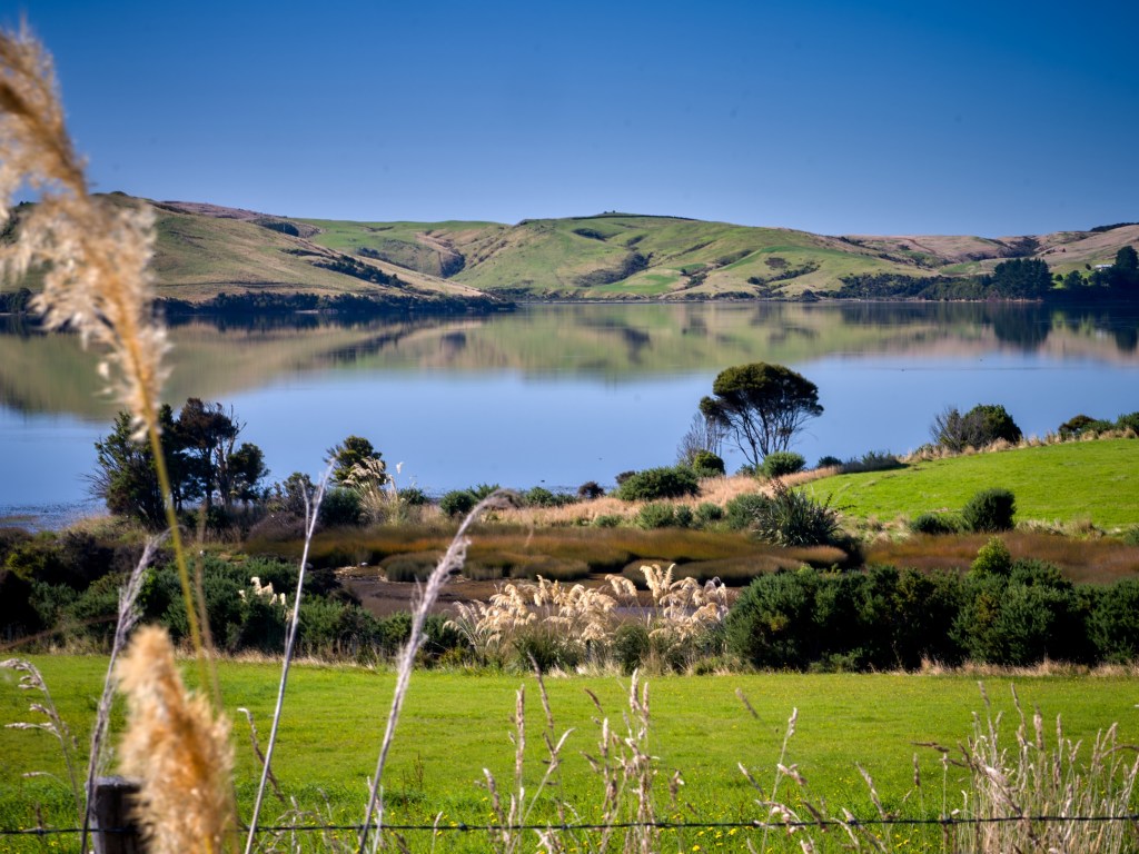 New Zealand 15 Rolling pasture, scattered trees, and calm water create a quiet South Island countryside view.