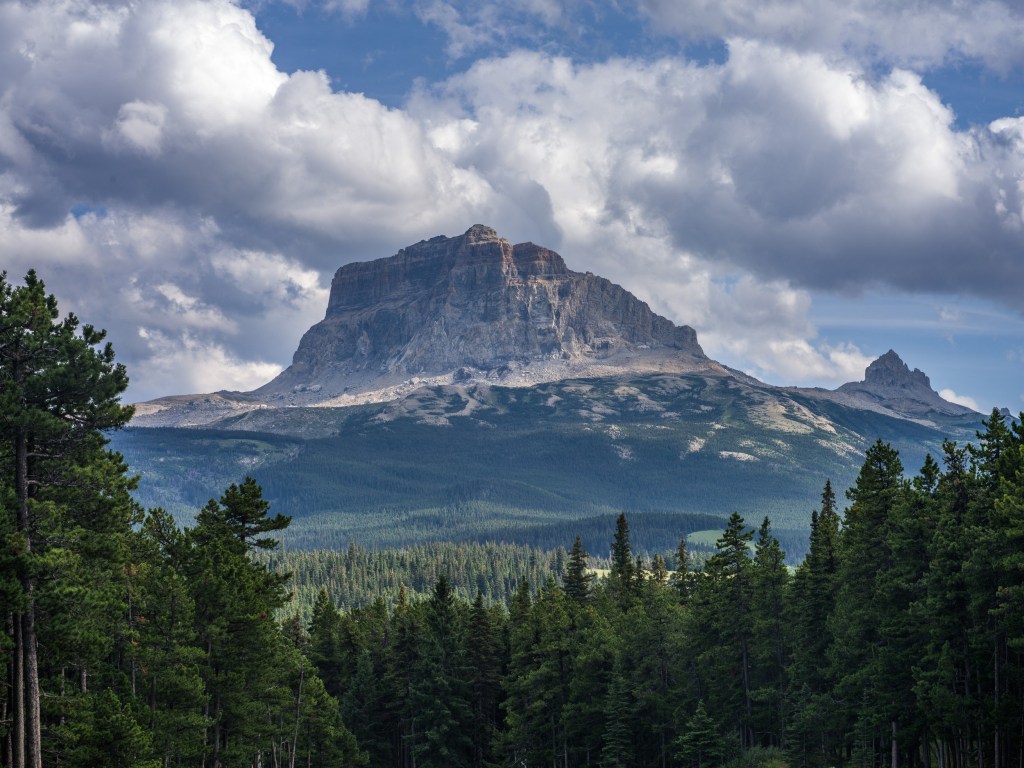 Chief Mountain stands alone on the horizon with green forest in front and cumulus clouds overhead.