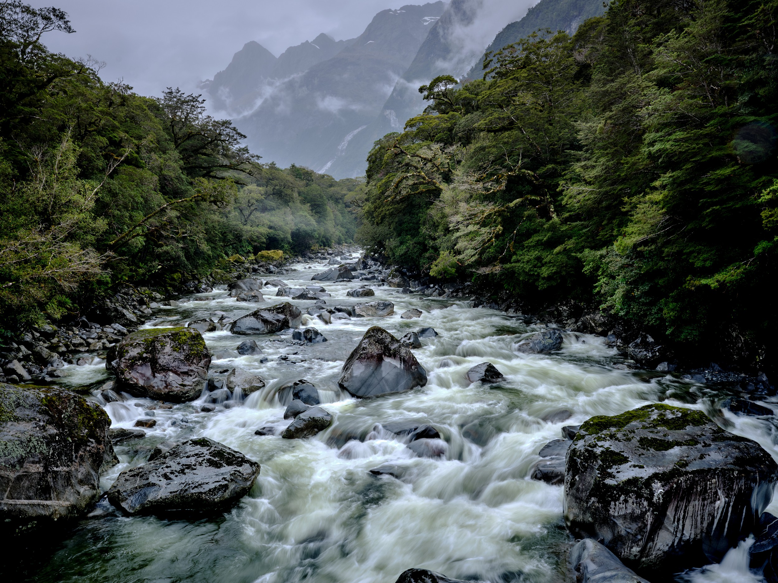 Milford Sound 30 Fast whitewater rushes through a rocky river channel beneath forested mountains near Milford Sound.