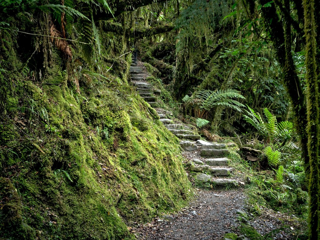New Zealand 14 A narrow stone path winds uphill through damp moss, ferns, and dense West Coast forest.