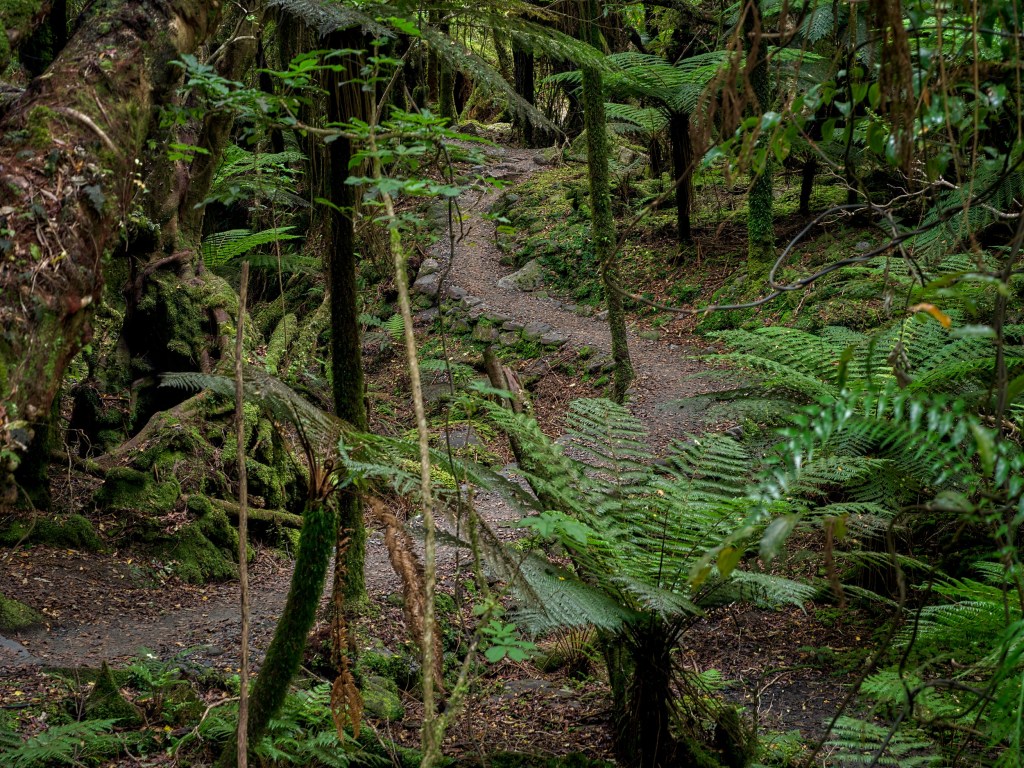 New Zealand 32 A forest trail curves through moss covered trunks and fern undergrowth near Fox Glacier.
