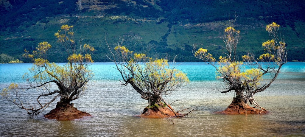 New Zealand 18 Bare willow trunks emerge from shallow turquoise water with mountains beyond.