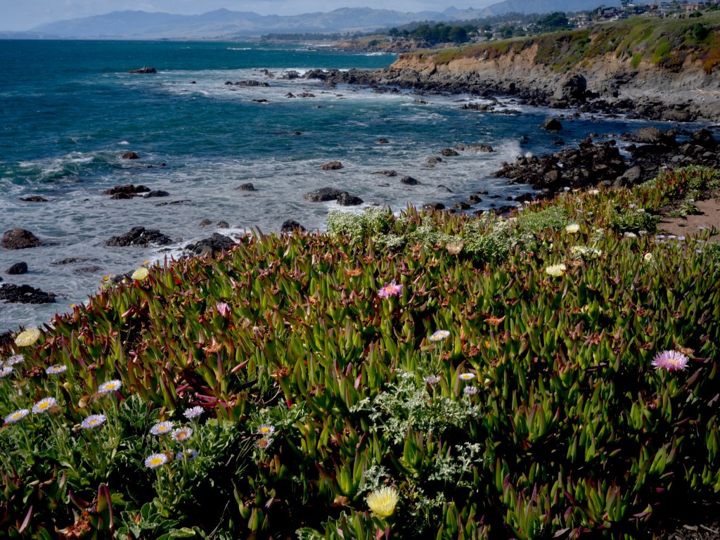 Succulent groundcover and blooms fill the foreground above a rocky shoreline and distant beach curve.