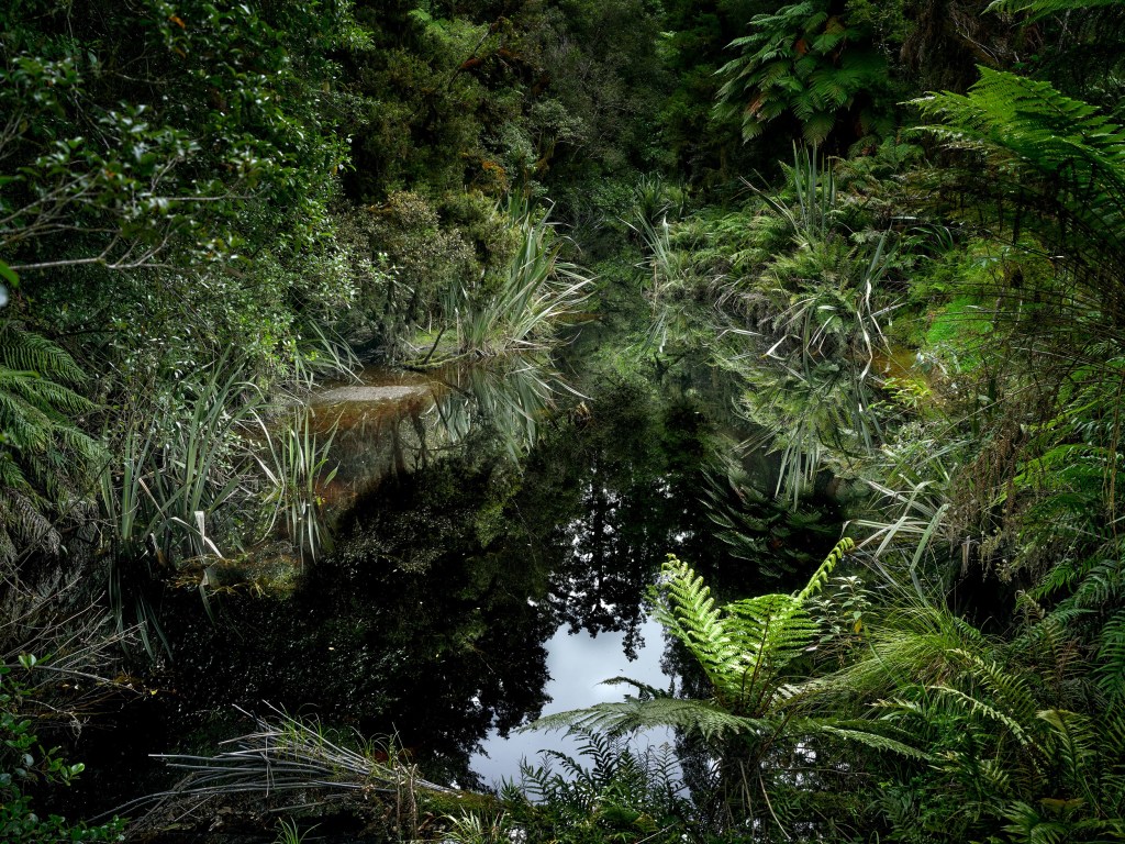 New Zealand 80 A quiet dark pond mirrors fern trees and thick forest near Lake Matheson.