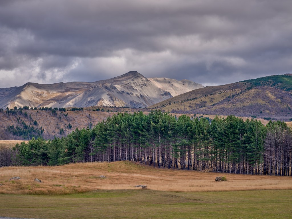 New Zealand 37 Dark pines stand against golden grassland with snow dusted mountains under storm clouds.