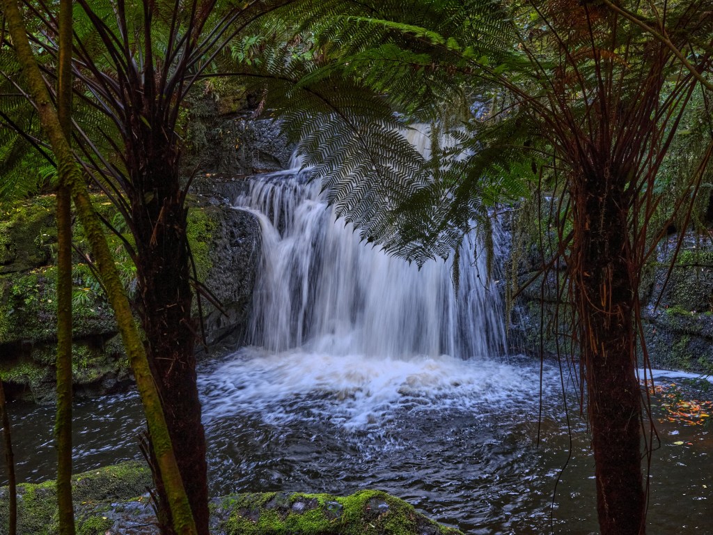 New Zealand 66 A compact waterfall flows through dark green forest beneath arching fern fronds.