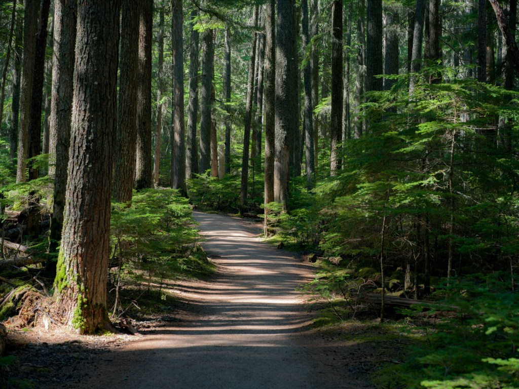 A dirt trail curves between straight evergreen trunks with ferns and sunlit green understory beside it.