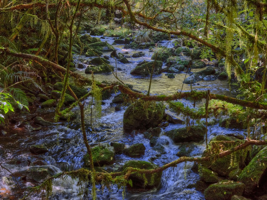 New Zealand 76 Clear water runs between moss covered stones and tangled branches below the falls trail.