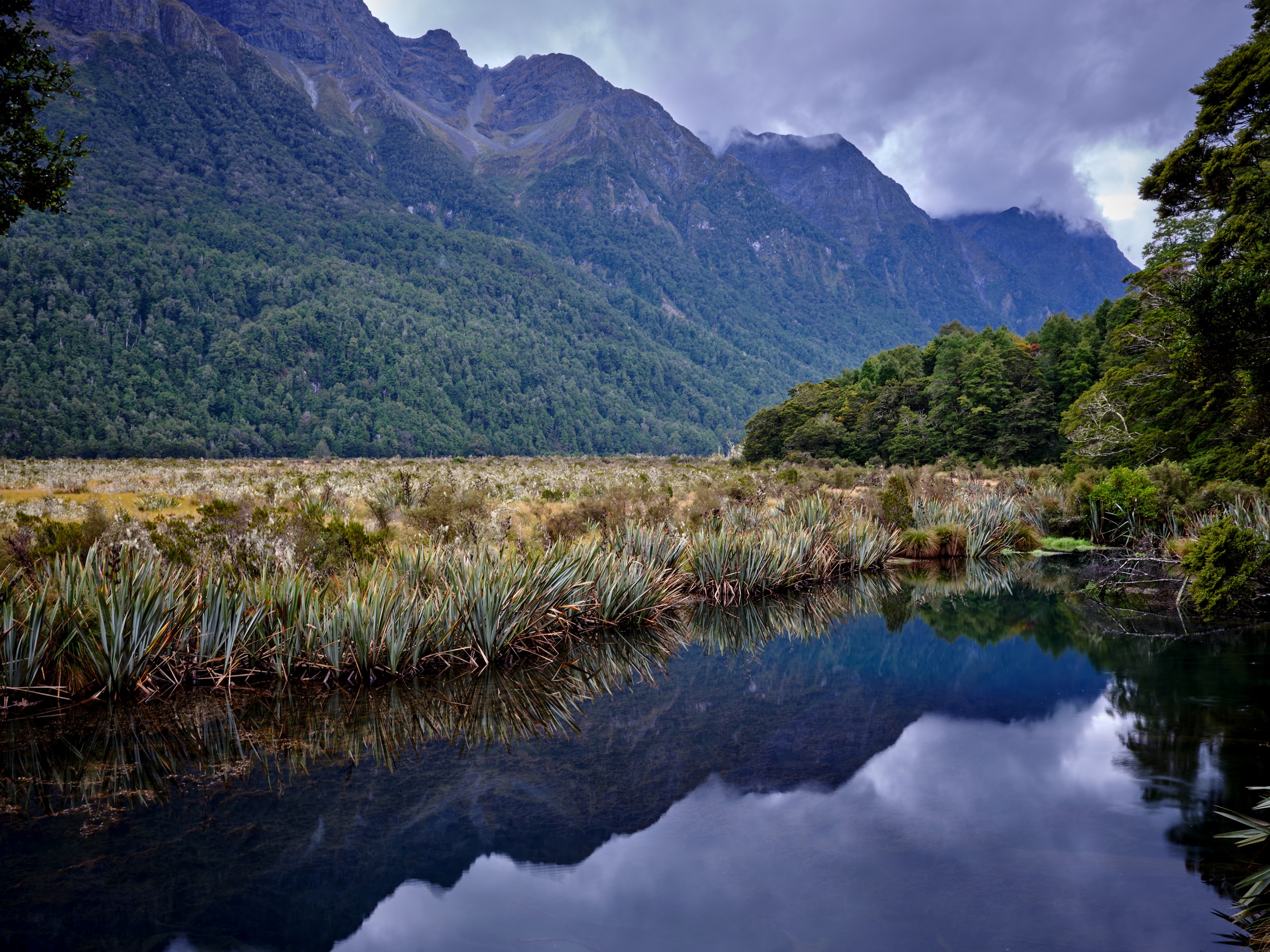 Milford Sound 34 Still water reflects reeds, forest, and mountains at Mirror Lake along the Milford Sound road.