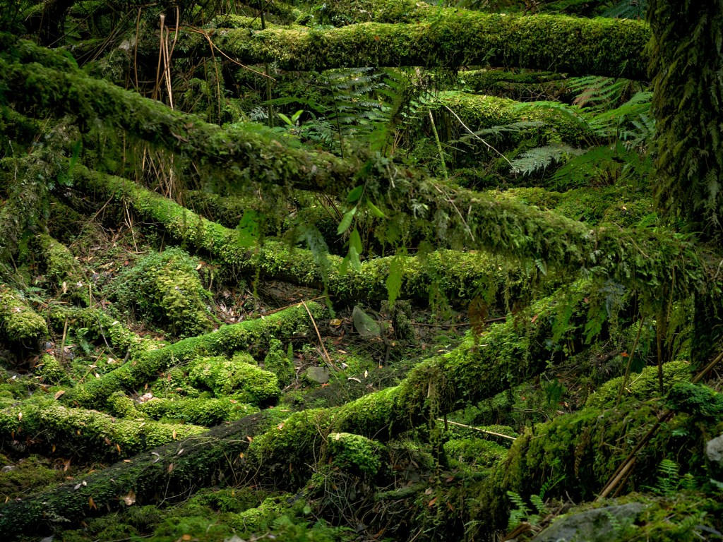 New Zealand 17 Thick moss blankets fallen branches and forest floor along the Fox Glacier moraine trail.