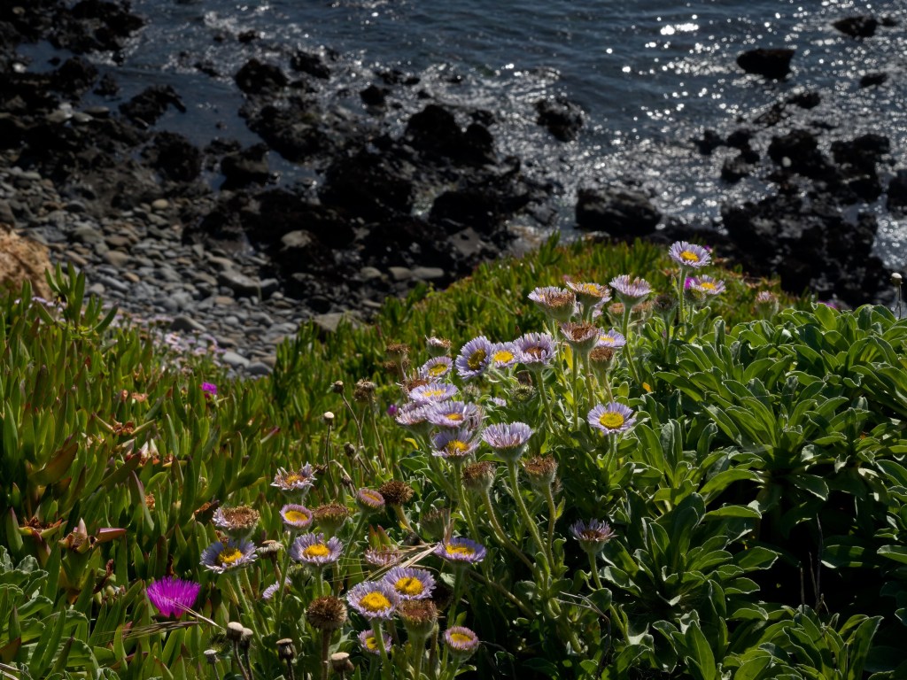Flowering plants brighten the cliff edge while waves move around dark stones beneath the trail.