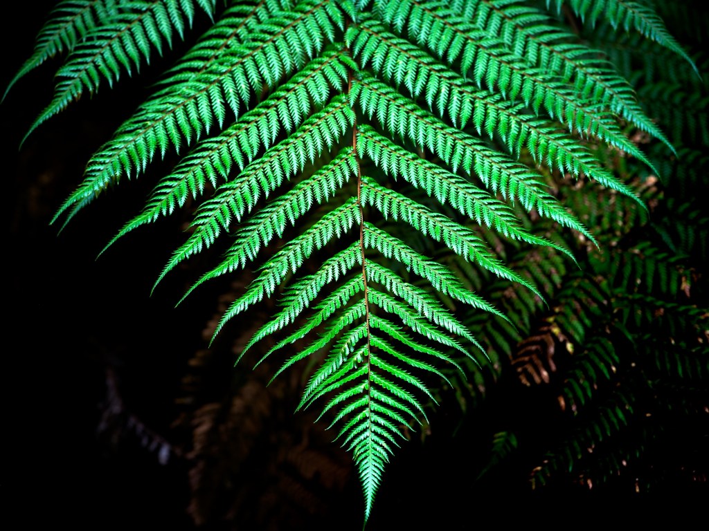 New Zealand 47 A single luminous fern spreads its patterned fronds against a shadowed West Coast forest background.