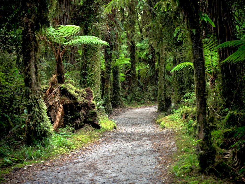 New Zealand 55 A gravel path leads through dense wet forest and ferns toward the Haast River.