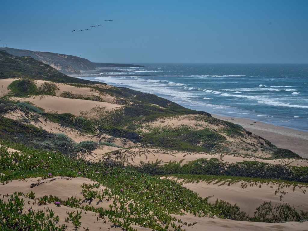 Curving dune ridges and green vegetation overlook waves stretching down the central coast.