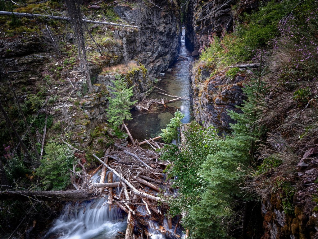 Whitewater squeezes through a tight rocky ravine with moss, fallen branches, and shaded canyon walls.