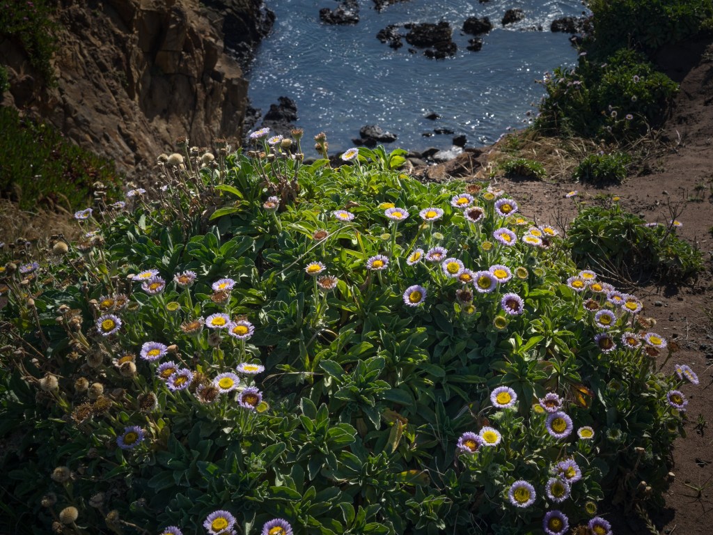 Clusters of coastal wildflowers grow beside a steep path with dark rocks and ocean water below.