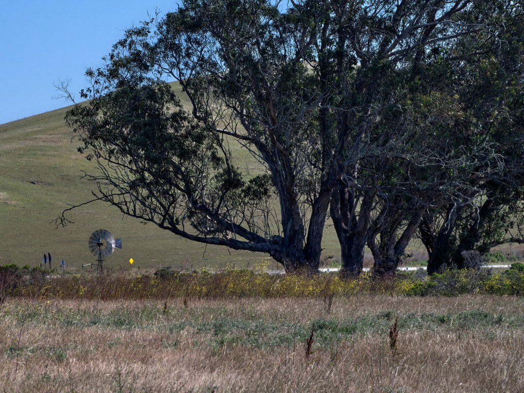 Cattle graze under broad eucalyptus branches with ocean bluffs and rolling hills beyond.