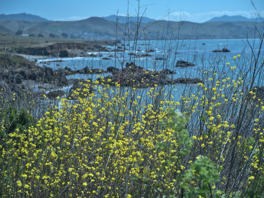 Tall mustard blooms stand in front of a rocky inlet with small boats scattered offshore.
