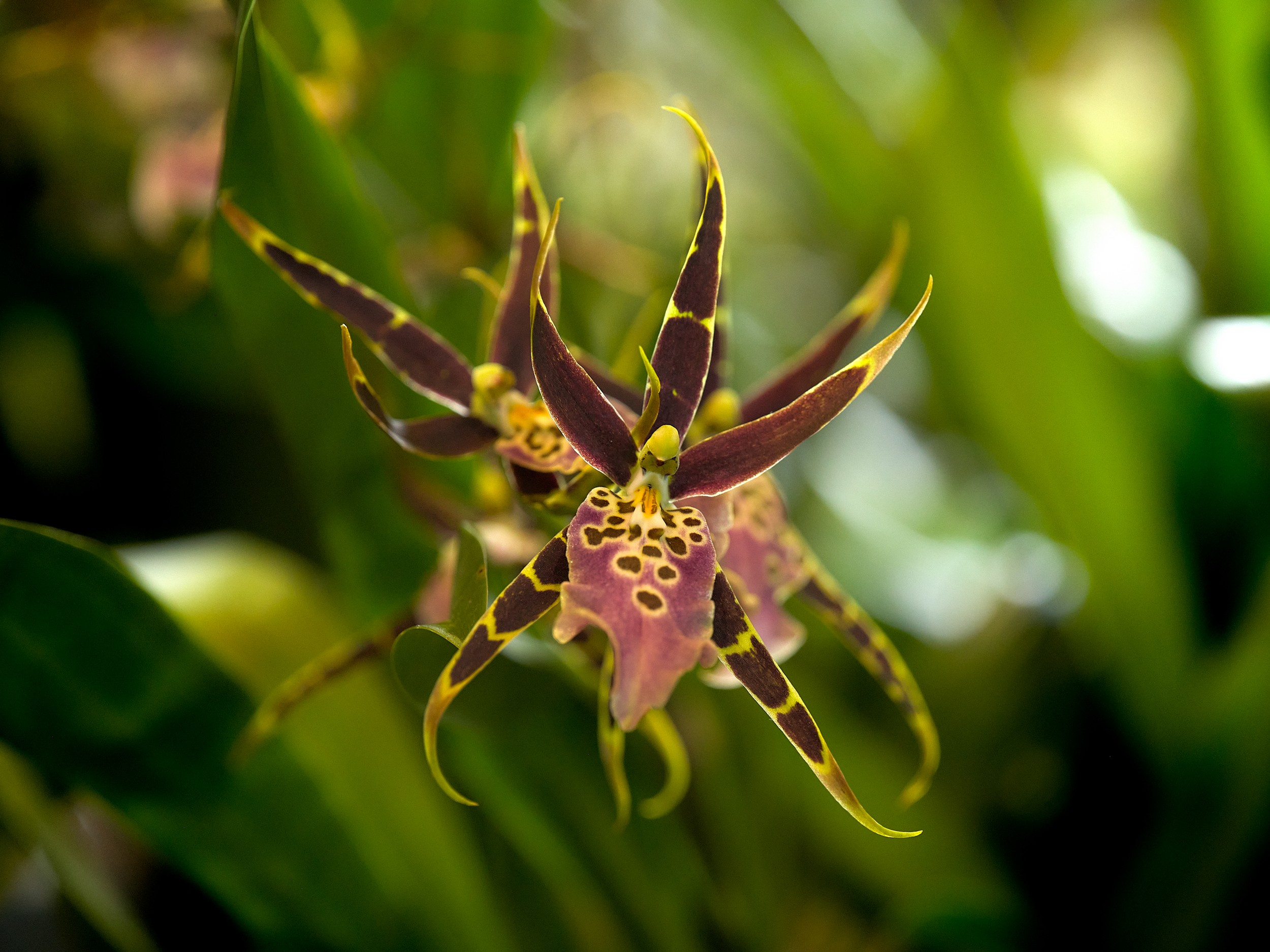 Hilo Orchid Show 18 Dark pointed orchid with long burgundy petals, a spotted yellow-brown lip, and bright rim light from behind.