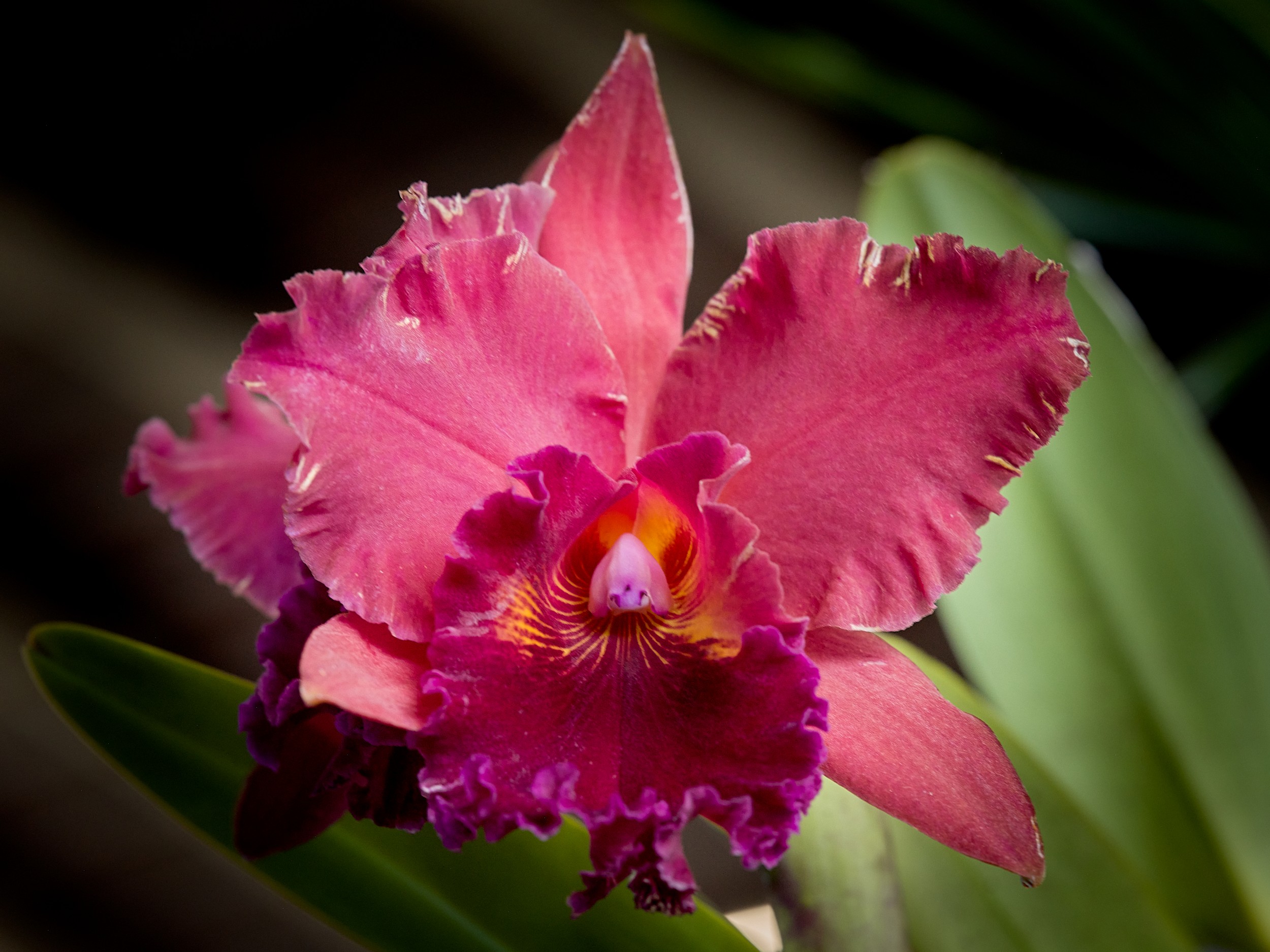 Hilo Orchid Show 4 Single saturated rose-pink orchid with wide petals, a frilled magenta center, and a small pale throat.
