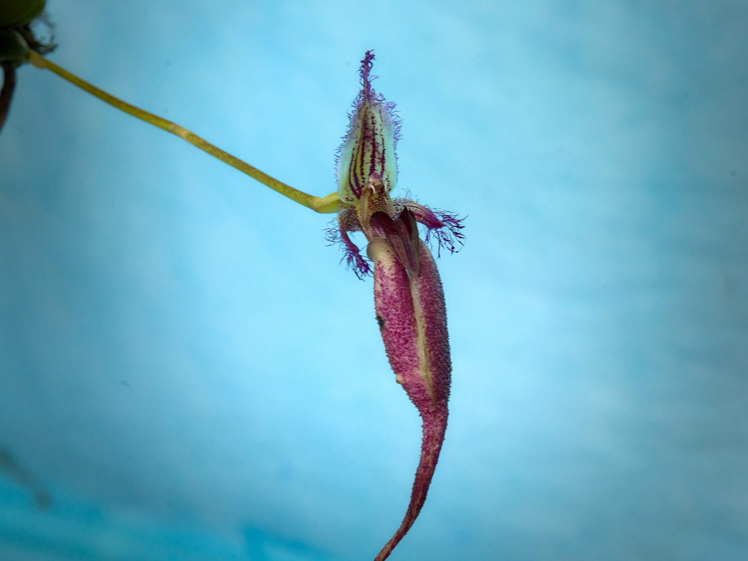 Hilo Orchid Show 20 Minute fuzzy burgundy orchid with a long tapered lower petal isolated against a softly blurred blue background.