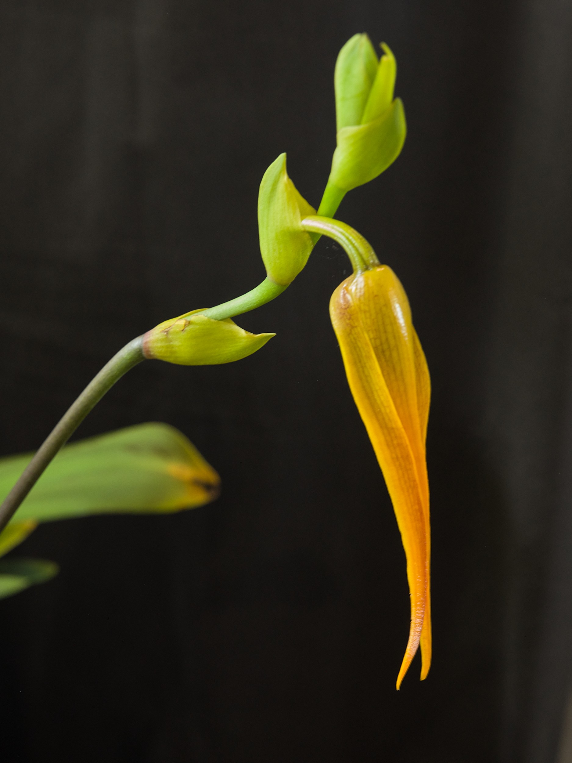 Hilo Orchid Show 9 Small golden-orange orchid with a tubular bloom and two thin trailing tips suspended against a dark background.