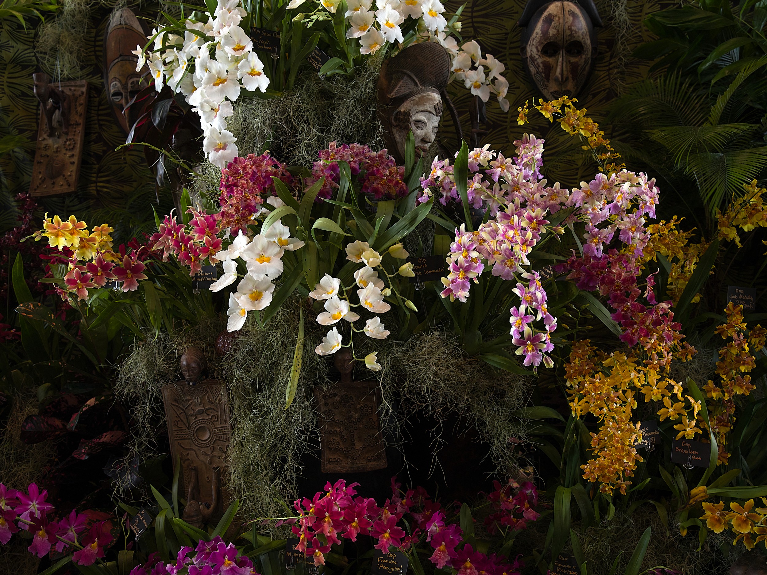 Hilo Orchid Show 13 Large exhibition arrangement of multicolored orchids, ferns, moss, and carved decorative figures.