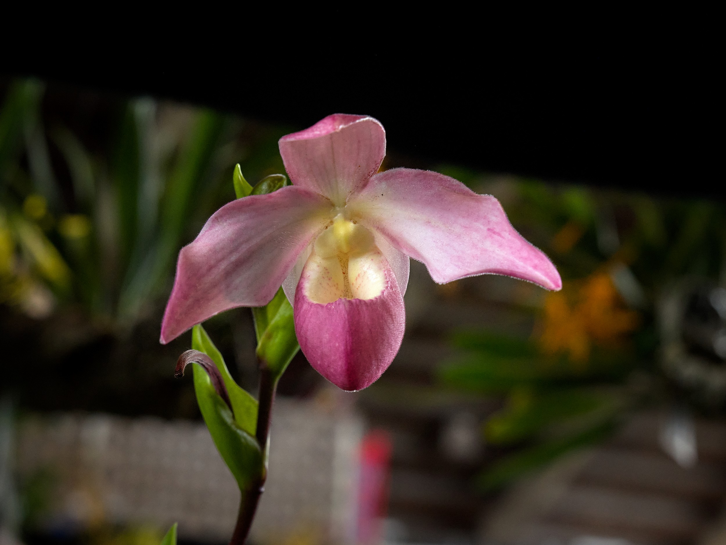 Hilo Orchid Show 11 Close view of a soft pink Phragmipedium flower with a rounded pouch and pale yellow center.