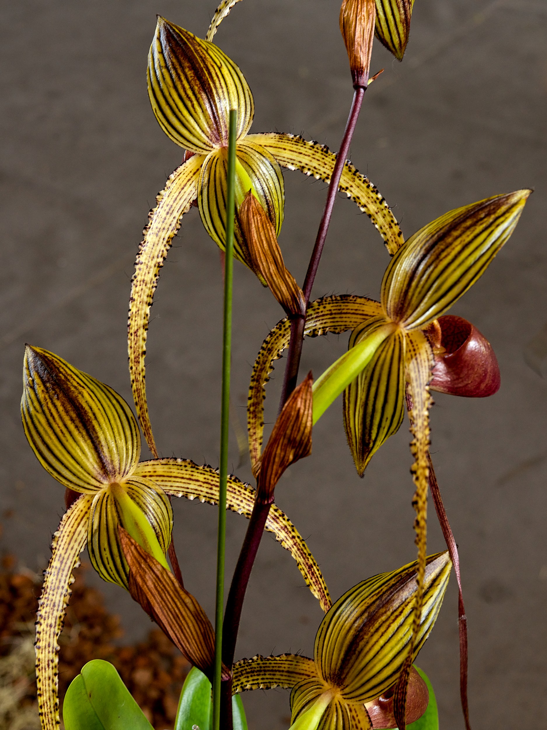 Hilo Orchid Show 15 Multiple Paphiopedilum blooms with green-brown striped sepals, dangling fuzzy petals, and reddish pouches.