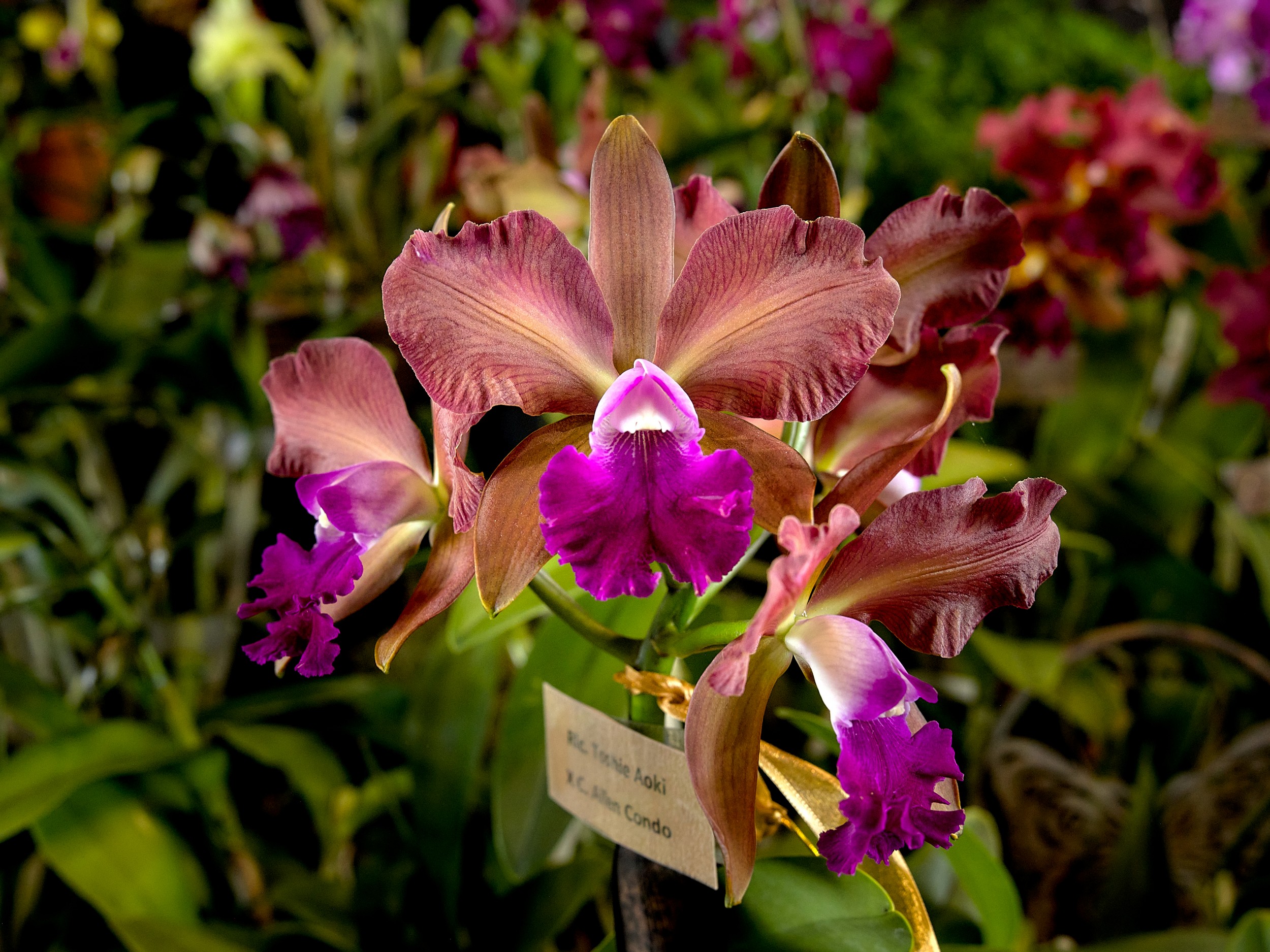 Hilo Orchid Show 22 Cluster of broad copper-pink Cattleya flowers with saturated purple lips against a colorful orchid display.