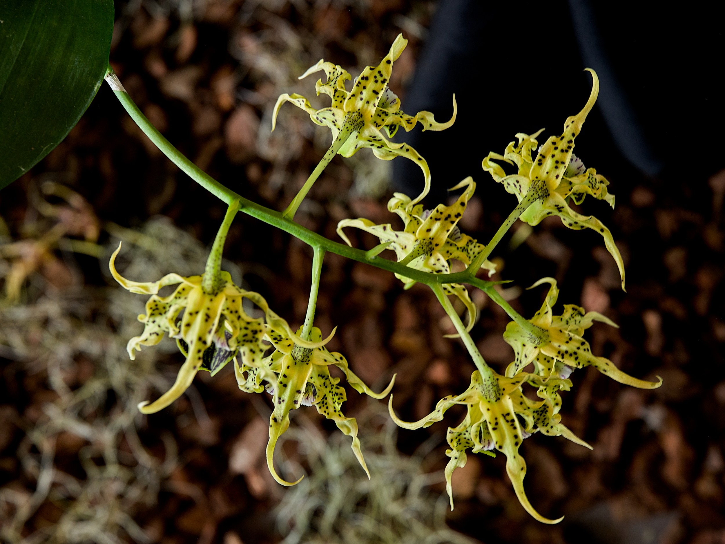 Hilo Orchid Show 3 Airy cluster of pale green orchids with dark flecks and narrow curled petals against bark and moss.