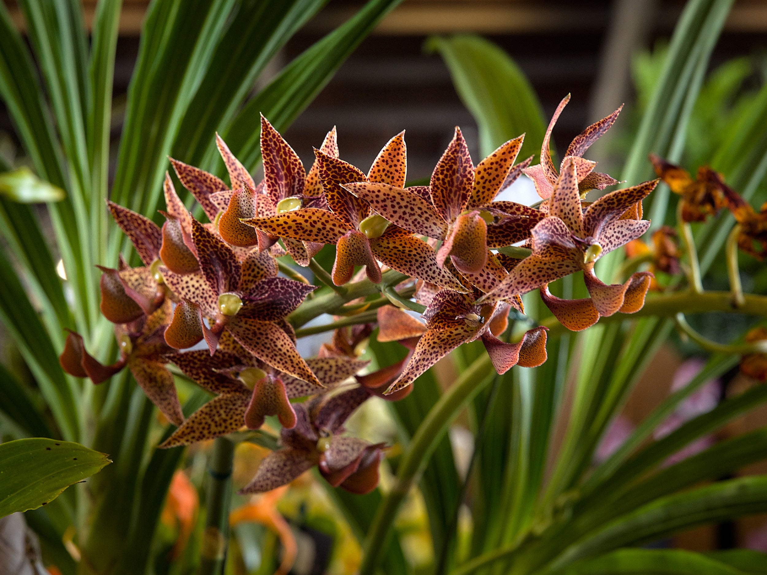 Hilo Orchid Show 25 Compact spray of angular rust-orange orchid blossoms patterned with dense brown spotting among narrow green leaves.
