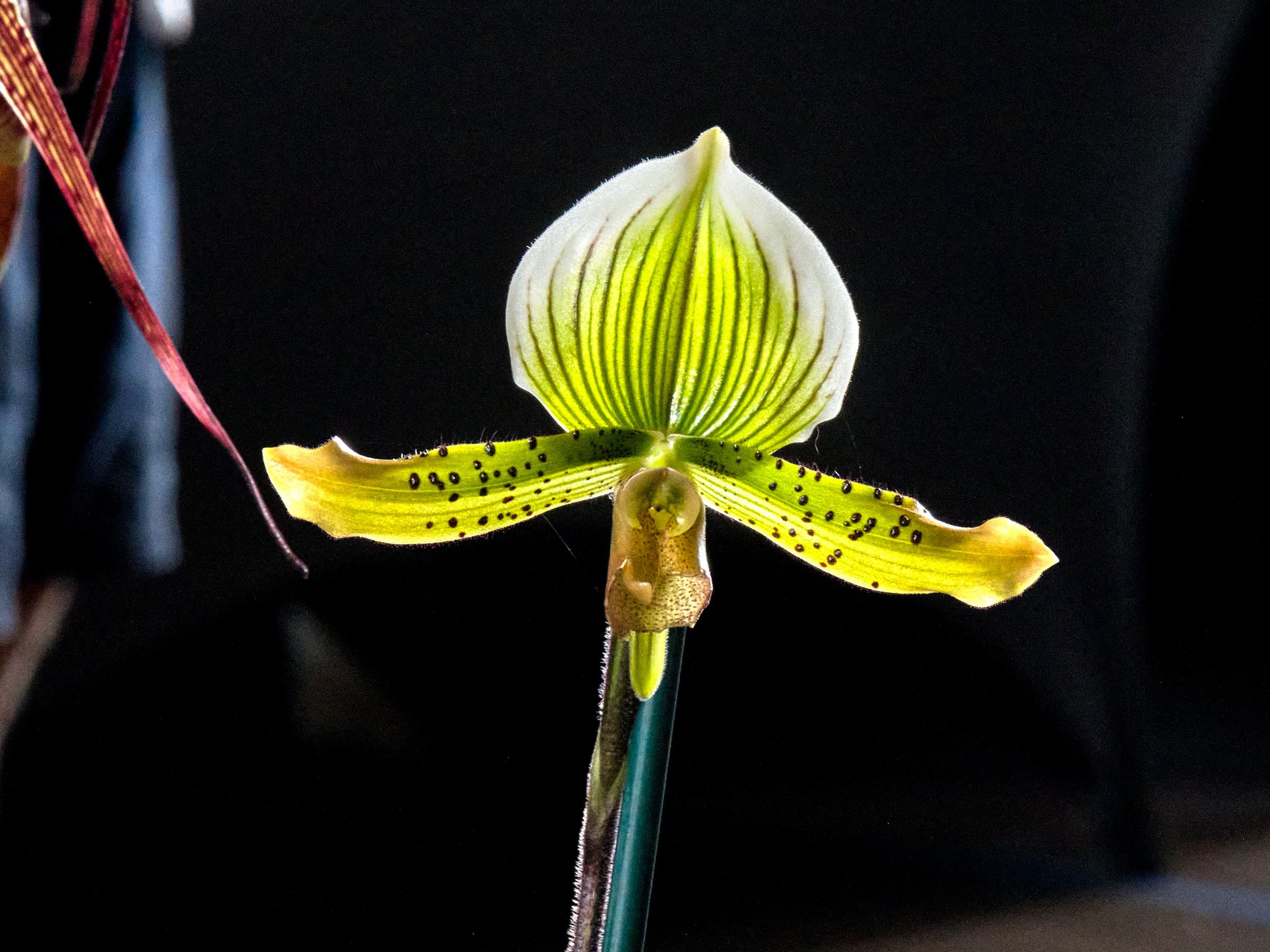 Hilo Orchid Show 2 Lady's slipper orchid with a white-and-green striped upper sepal, yellow spotted side petals, and olive pouch.