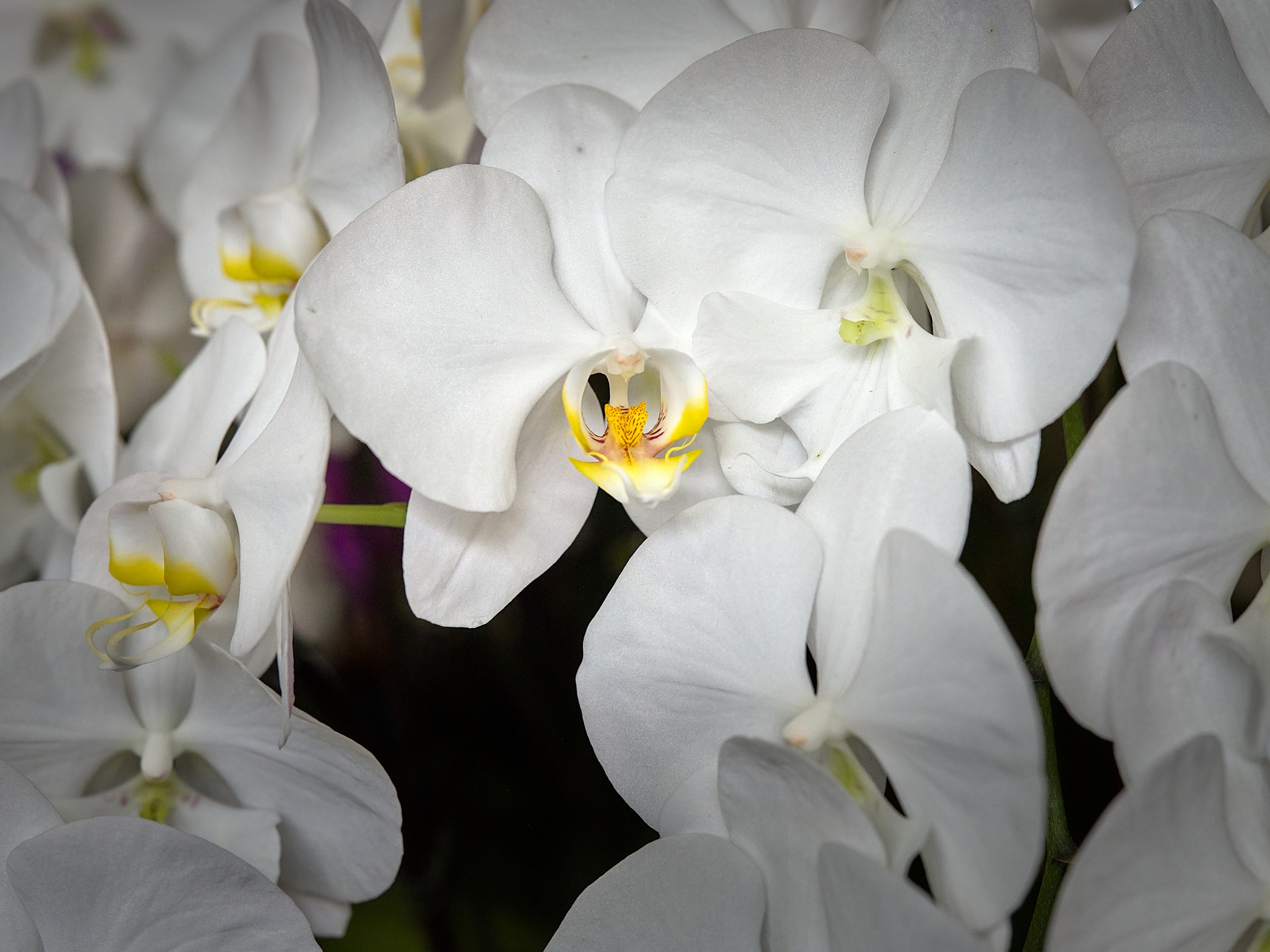 Hilo Orchid Show 8 Dense group of white moth orchids with rounded petals and small yellow-orange throats in soft exhibition light.