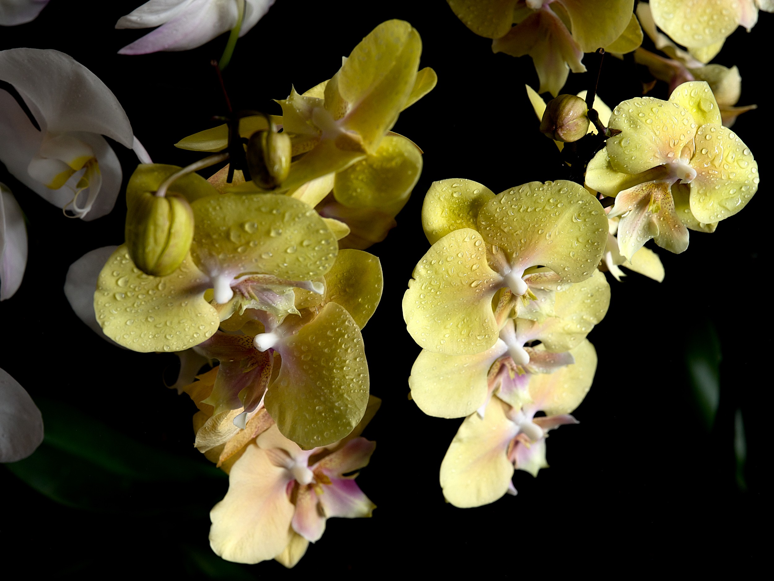 Hilo Orchid Show 10 Cluster of pale yellow moth orchids covered with droplets, their small centers tinted pink and cream.
