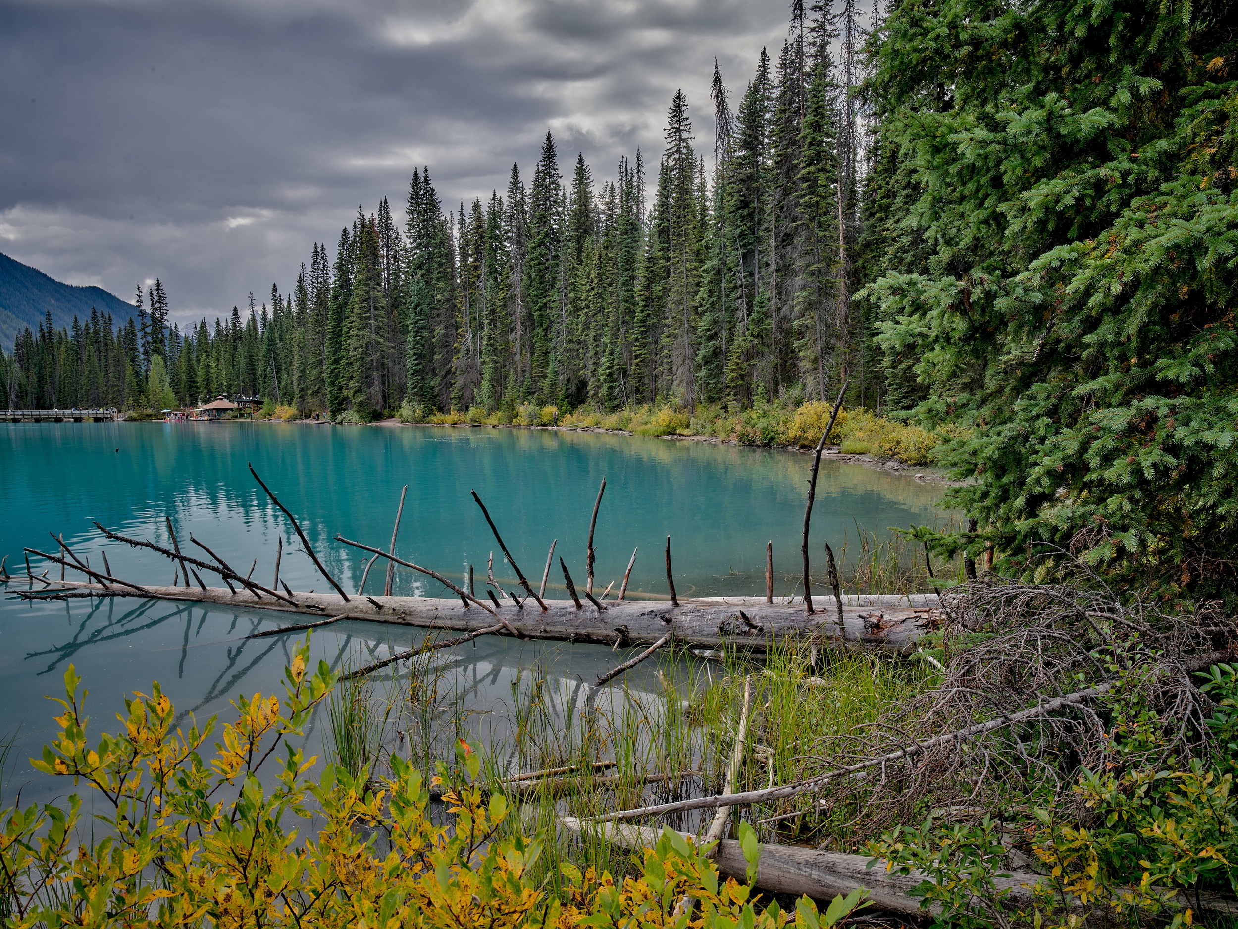 Turquoise Lakes 7 Still blue-green water, a fallen trunk, and dense conifers create a quiet shoreline scene.