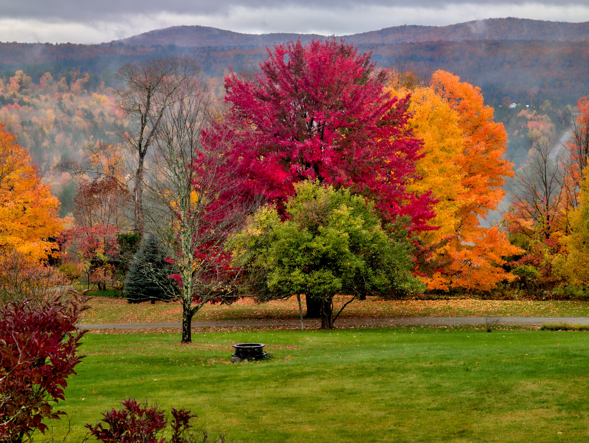 Vermont and Quebec 83 A bright red maple anchors a grassy field with orange trees and low Vermont hills behind.