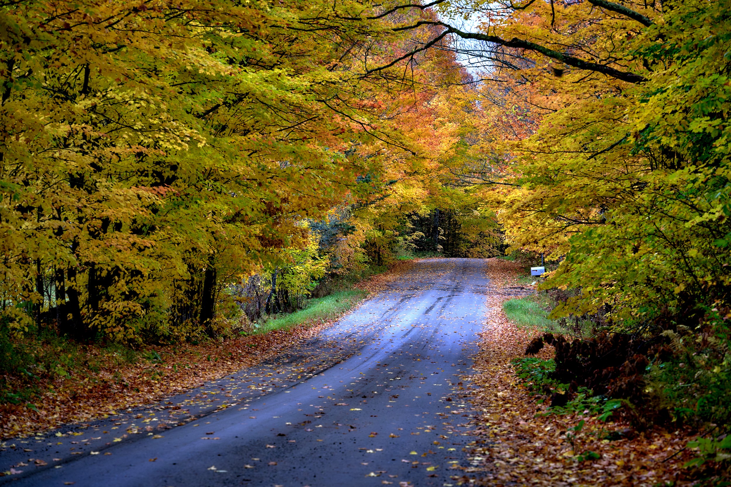Vermont and Quebec 63 Golden branches arch over a quiet paved road scattered with fallen leaves near East Burke.