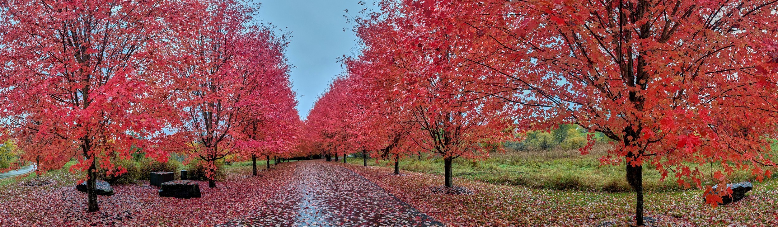 Vermont and Quebec 73 Red maple crowns line a leaf-strewn path in a wide panoramic view at East Burke.