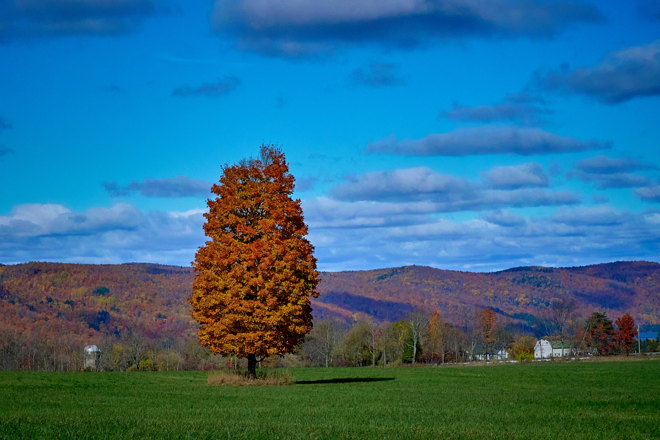Vermont and Quebec 15 One tall autumn tree rises from green grass beneath blue sky with layered Eastern Townships hills behind.