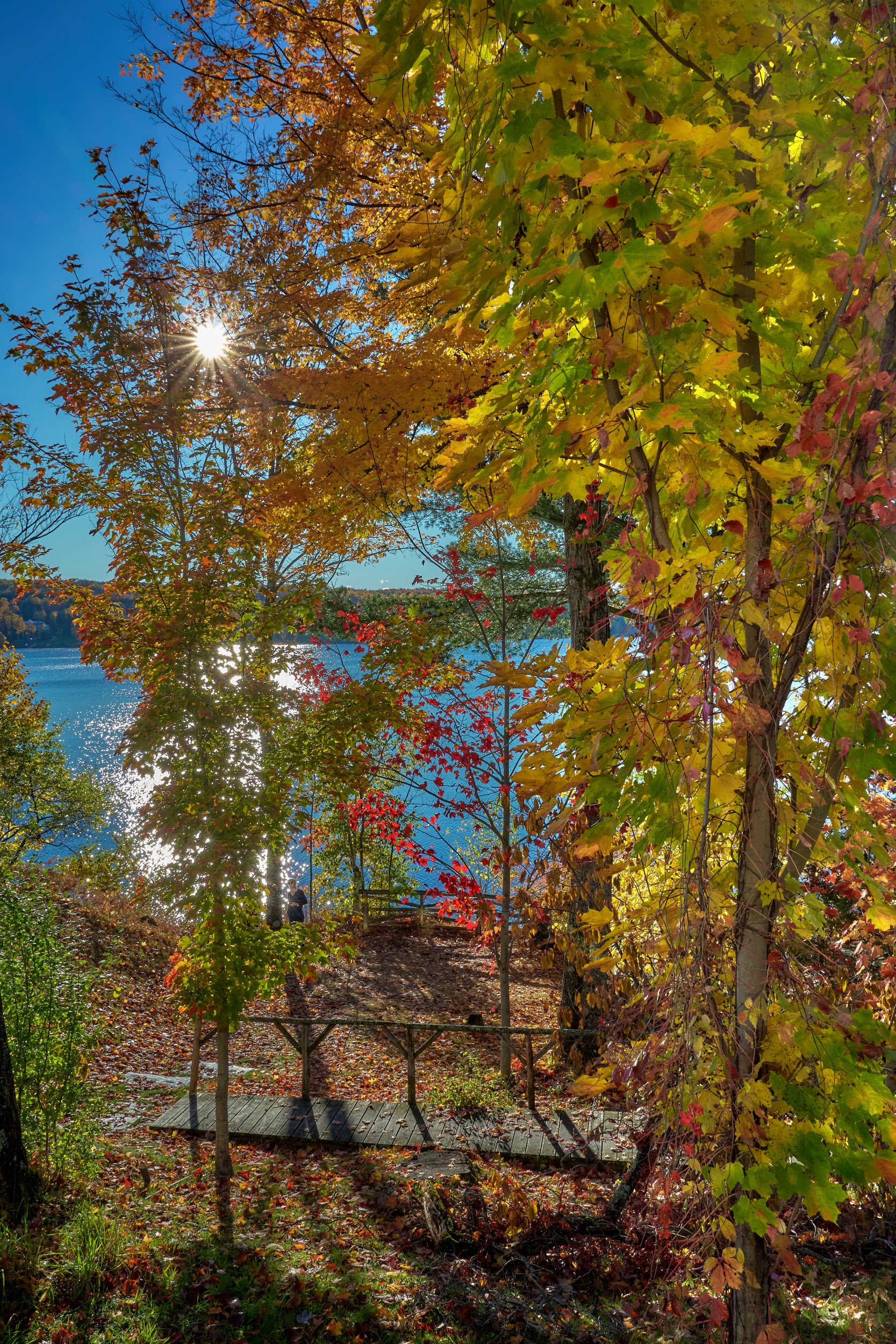 Vermont and Quebec 26 Bright sun glints through layered yellow-green leaves with tree trunks and lake glimpses beyond.
