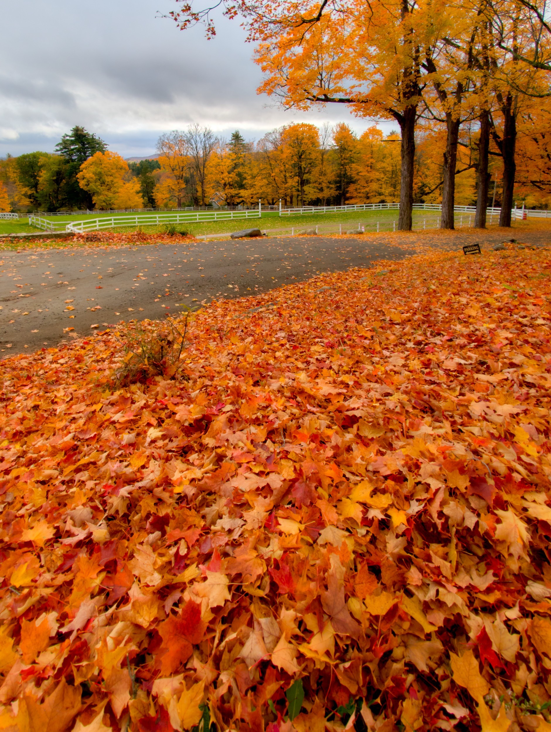 Vermont and Quebec 38 Fallen maple leaves cover the ground beside a paved drive and tall autumn trees at Runaway Manor.