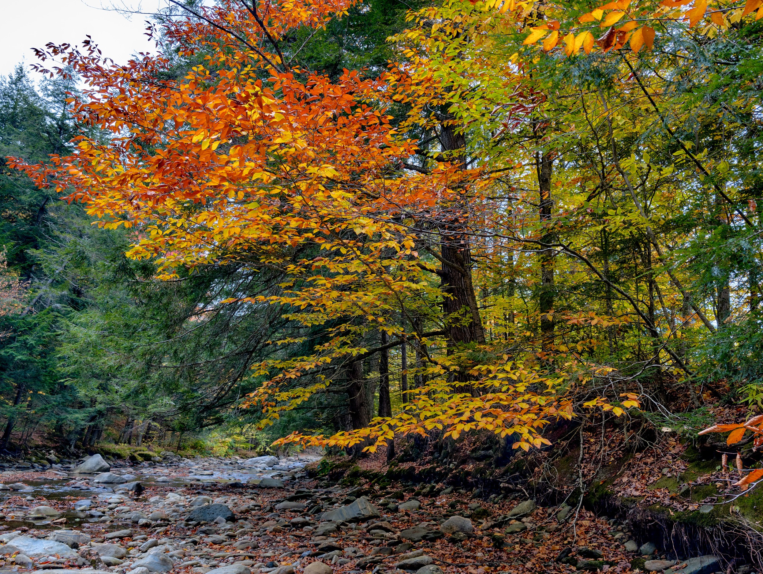 Vermont and Quebec 54 Shallow water runs over gray stones beneath dense autumn woods near Stowe.